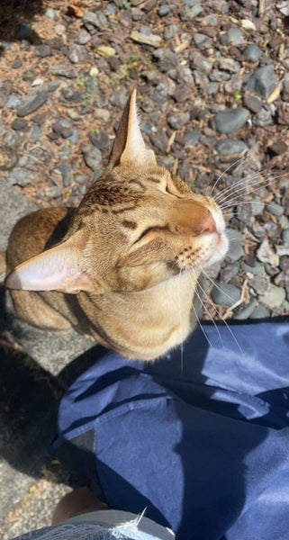 Lost Browns Bay Cat - oriental Carousel 1