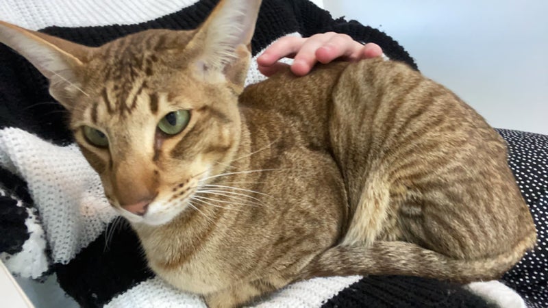 Lost Browns Bay Cat - oriental Carousel 4