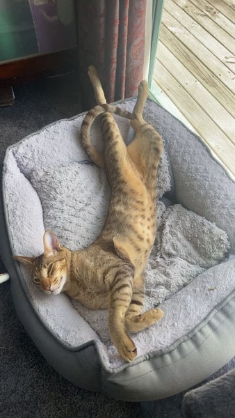 Lost Browns Bay Cat - oriental Carousel 2