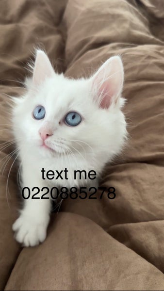 Ragdoll Kitten Carousel 7