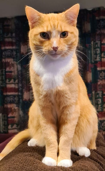 Missing From Templeton 15/04/2026 Carousel 1