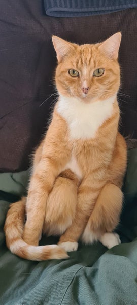 Missing From Templeton 15/04/2026 Carousel 2