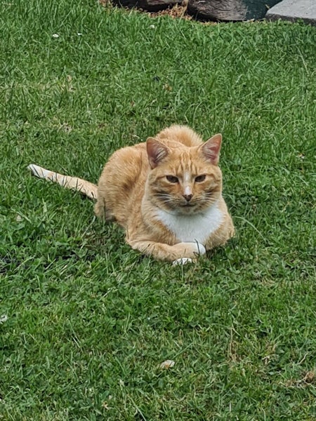 Missing From Templeton 15/04/2026 Carousel 5