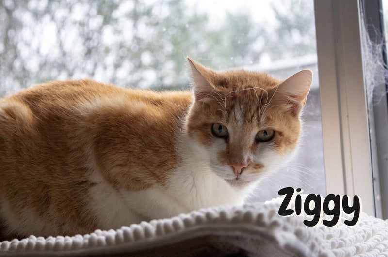 Ziggy: A Gentle, Loyal Companion Carousel 1