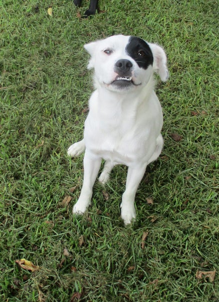 HUMANE SOCIETY RESCUE DOG - IZZY the FOXIE/COLLIE X Carousel 1