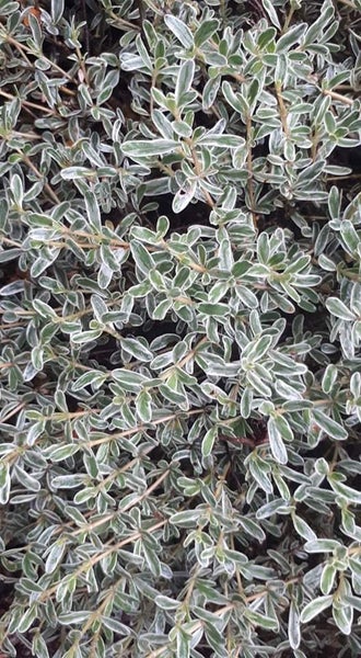 Coprosma Kirkii Variegata Carousel 2