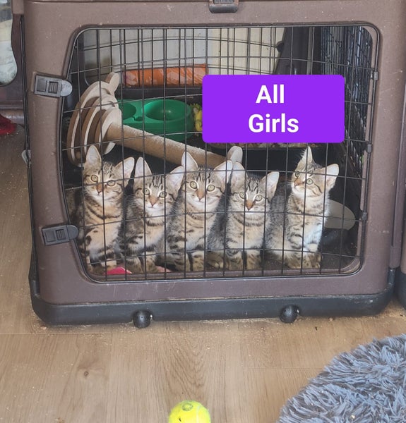 "9 Tabbies" - Spot Rescue Carousel 2