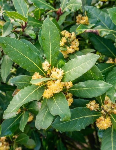 Bay Tree / Bay Laurel x 10 SEEDS! Fresh 2026! Culinary, Hedge, Shelter. Carousel 1