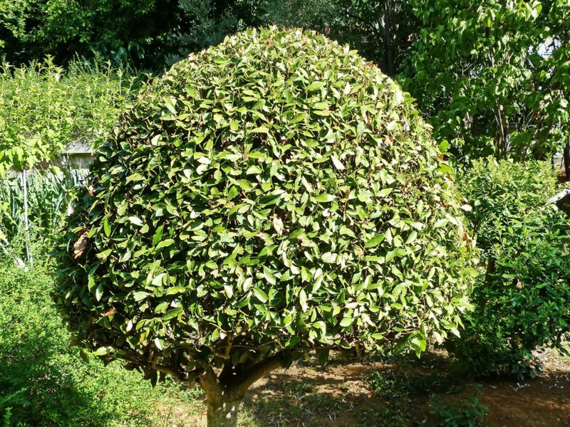 Bay Tree / Bay Laurel x 10 SEEDS! Fresh 2026! Culinary, Hedge, Shelter. Carousel 2