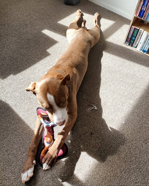 Clay (Ellie's Canine Rescue & Rehome) Carousel 9