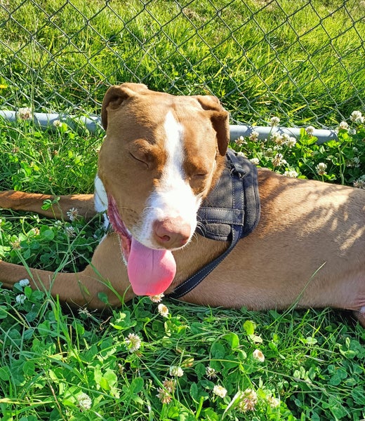 Clay (Ellie's Canine Rescue & Rehome) Carousel 2