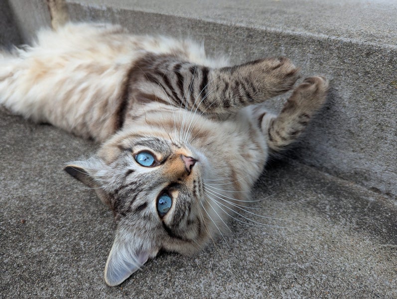 Burmese X Ragdoll 1.5 years Carousel 1