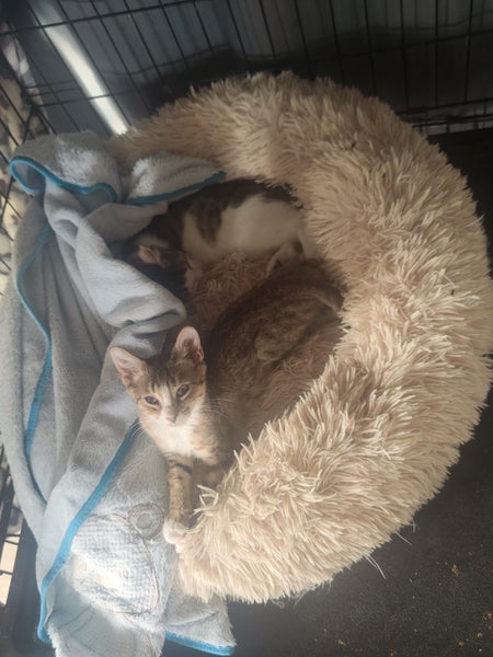 Binx - Spot Rescue Carousel 2