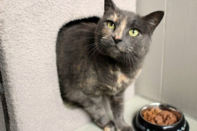 Cats Protection Canterbury - Lucy-Lu Carousel 1