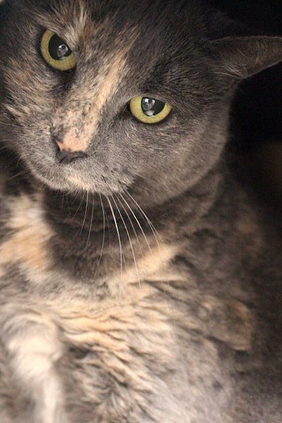 Cats Protection Canterbury - Lucy-Lu Carousel 2