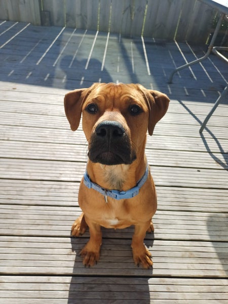 Jerry (Ellie's Canine Rescue & Rehome) Carousel 1