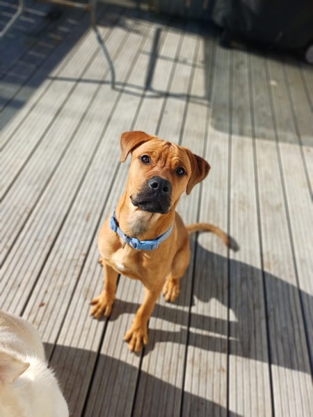 Jerry (Ellie's Canine Rescue & Rehome) Carousel 2
