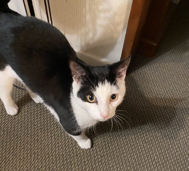 Found cat Palmerston North Carousel 1