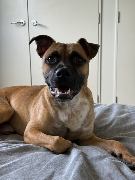 Staffy x Red Heeler for Adoption Carousel 1