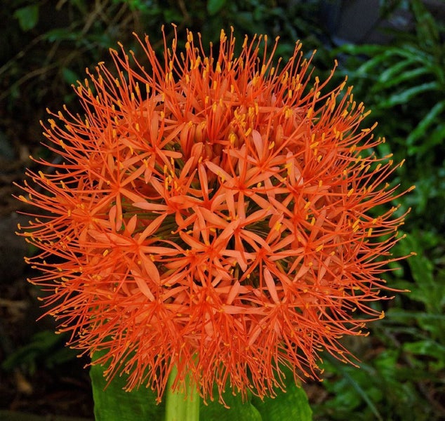 Scadoxus katherinae paintbrush fireball lily Carousel 1