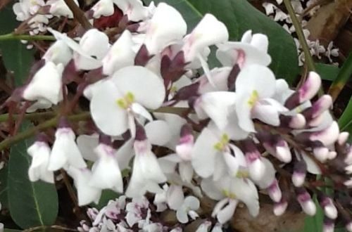 Hardenbergia alba soft white pea-like flowers climber Carousel 1