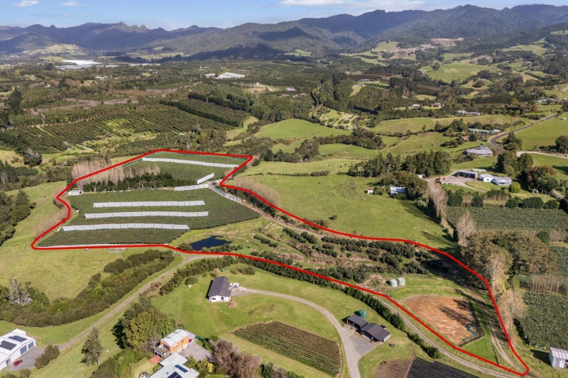 Kiwifruit Production Block With 2026 Crop