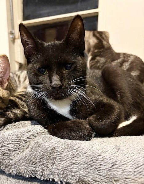 2 rescue teen cats Sweet William & Nikolai (fostered in Avondale)) Carousel 2