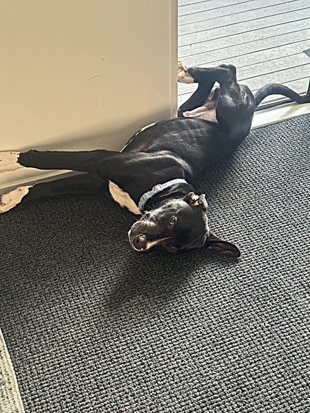 Meet Spinner—The World’s Chillest Companion! Carousel 2