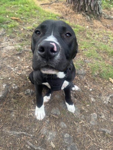Meet Spinner—The World’s Chillest Companion! Carousel 1