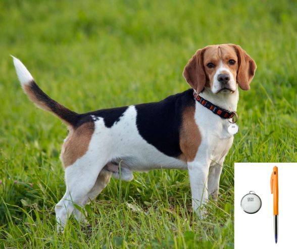 Kiwa Tag (white) Carousel 2