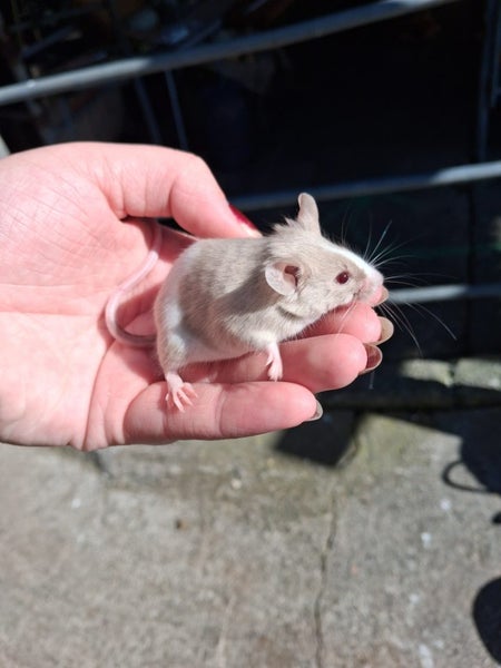 Baby boy mouse Carousel 1