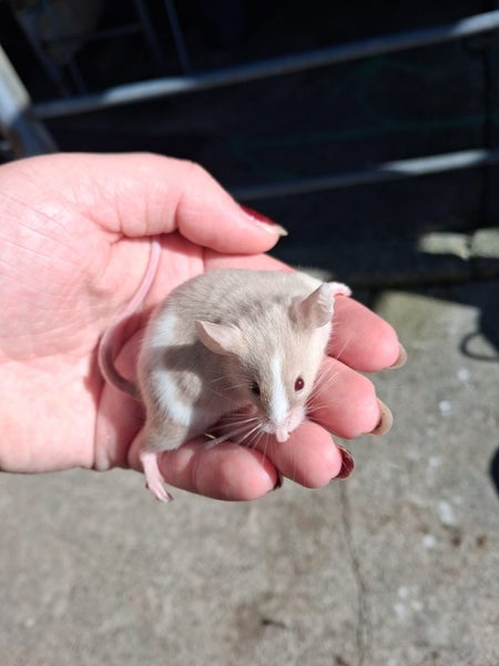 Baby boy mouse Carousel 3