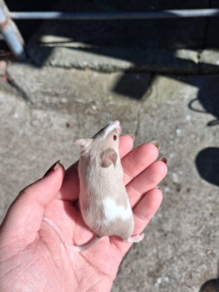 Baby boy mouse Carousel 2