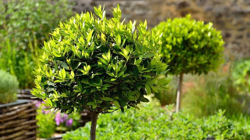 laurus nobilis bay tree standard 13L Carousel 8