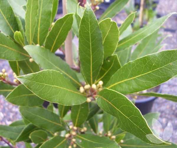 Multi-layered Laurus nobilis Standard - 18L Carousel 8