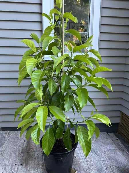 Michelia Alba - 30L