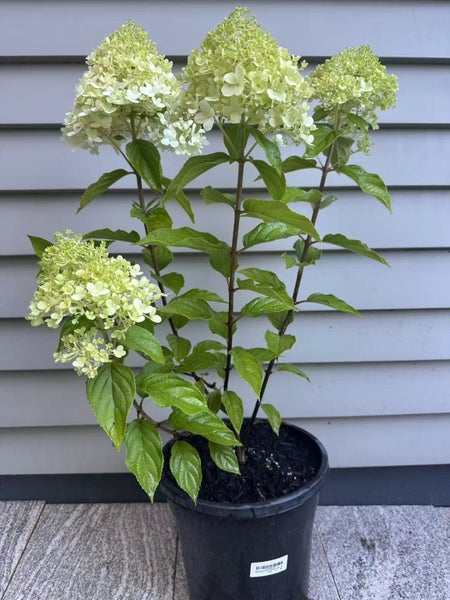 Hydrangea Limelight - 10L
