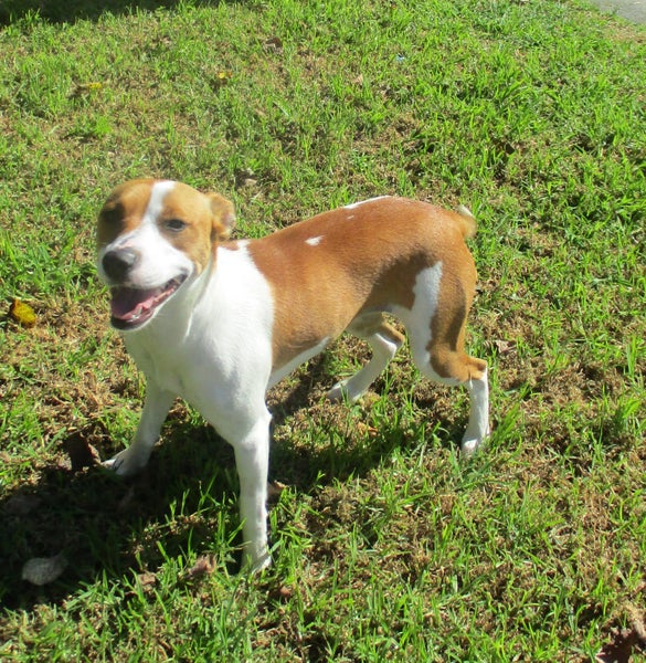 HUMANE SOCIETY RESCUE DOG - RIZZO the WHIPPET X Carousel 1