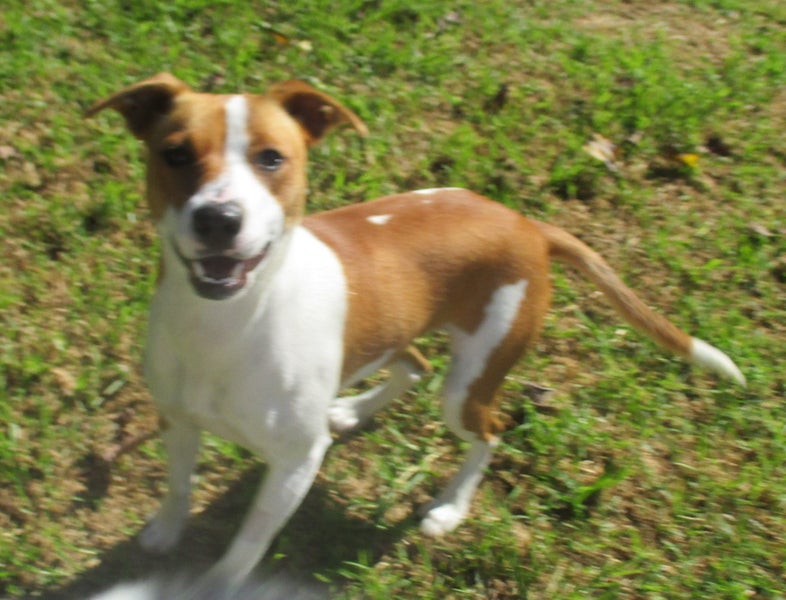 HUMANE SOCIETY RESCUE DOG - RIZZO the WHIPPET X Carousel 4