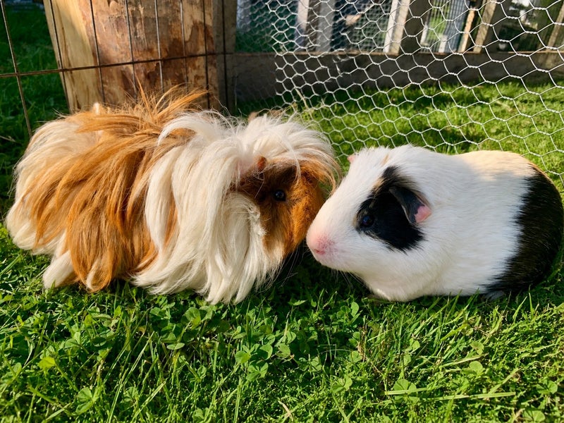 Guinea Pigs - Billy & Oreo Carousel 1