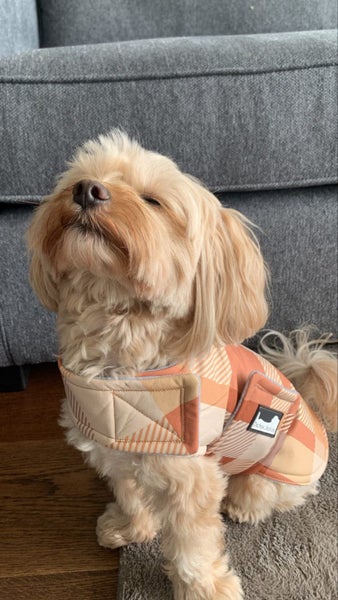 Dog raincoat Carousel 8