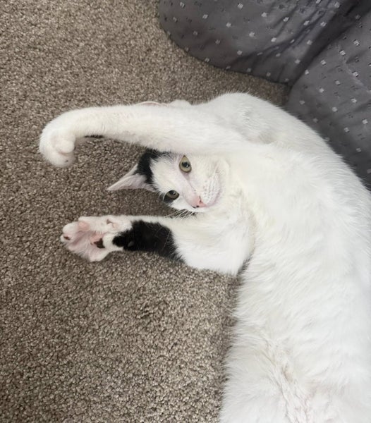 rescue teen cat Rice Cake (fostered in Waterview) Carousel 2