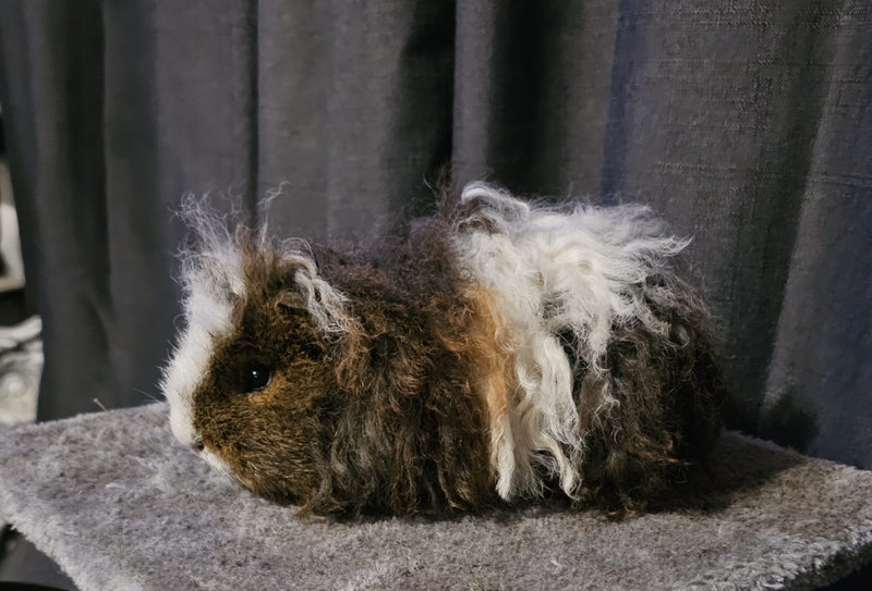 Fluffy ginniepigs Carousel 5