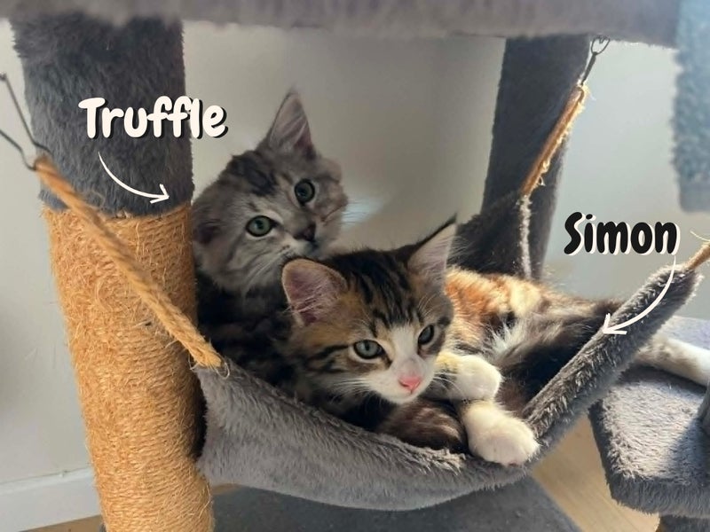 Truffle & Simon: A Bonded Pair Full of Personality Carousel 1