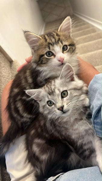 Truffle & Simon: A Bonded Pair Full of Personality Carousel 2