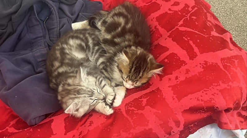Truffle & Simon: A Bonded Pair Full of Personality Carousel 5