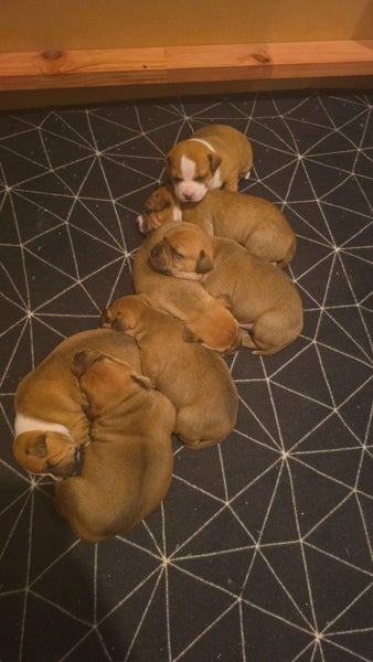 English Staffordshire Bull Terrier puppies Carousel 1
