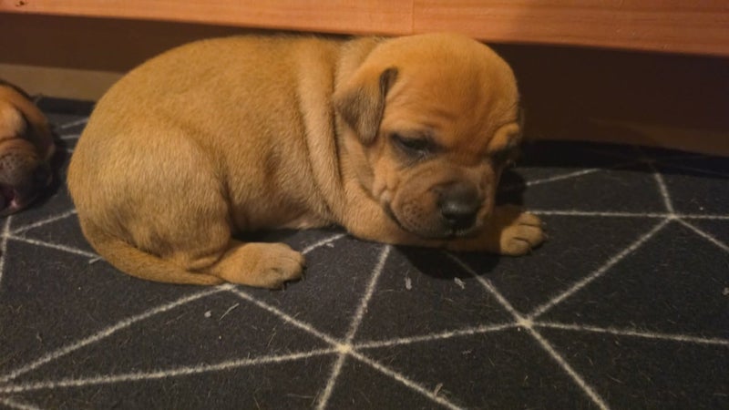 English Staffordshire Bull Terrier puppies Carousel 2