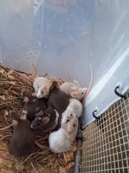 Baby girl mice Carousel 1