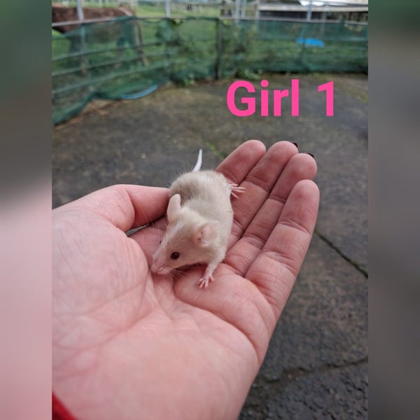 Baby girl mice Carousel 2